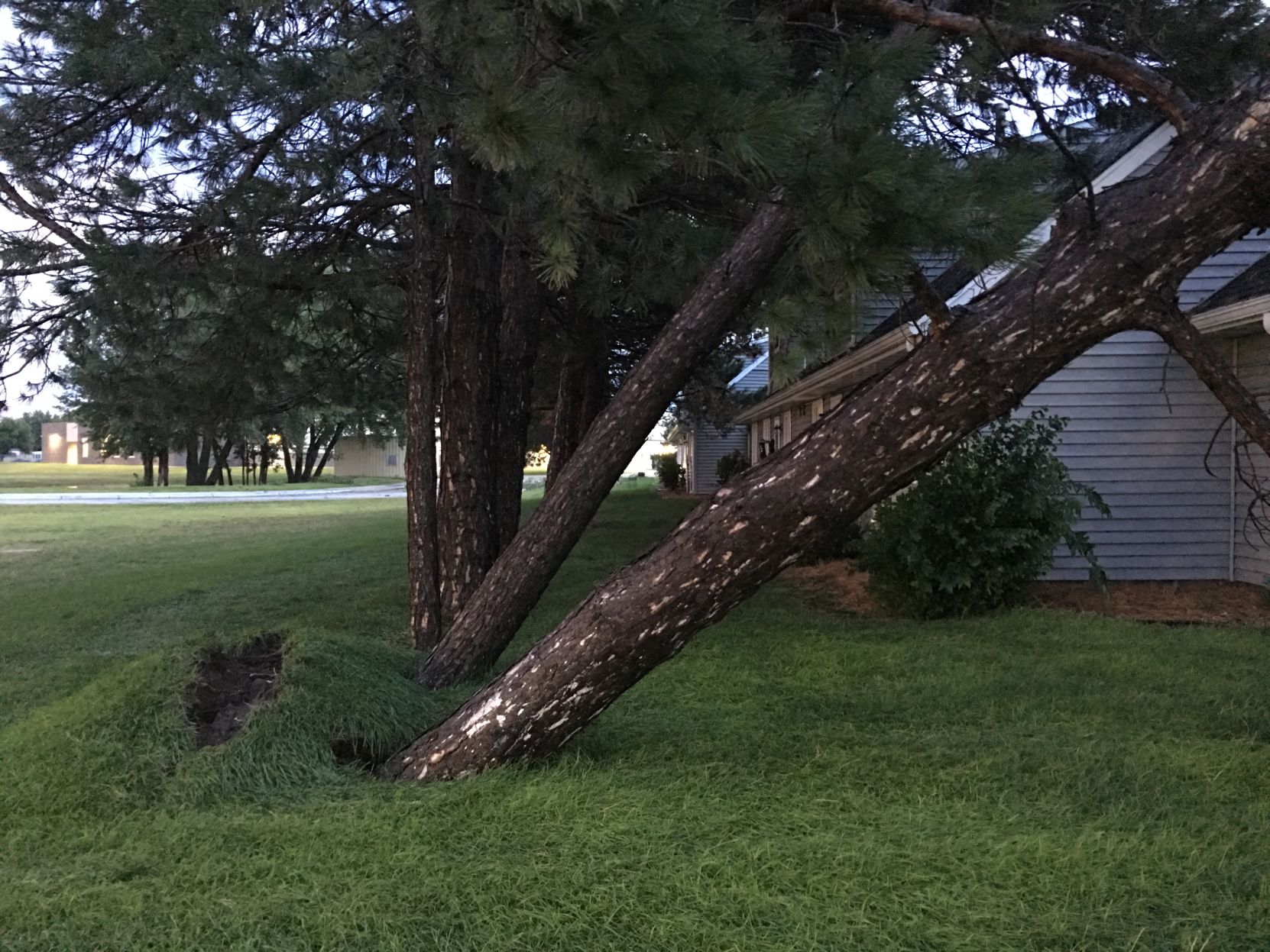 Pine tree